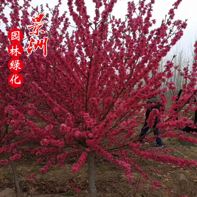 红叶碧桃 紫叶碧桃 园林景观植物小苗风景树 红花碧桃 重瓣碧桃