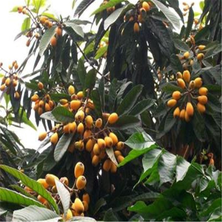 枇杷基地  枇杷苗 各种规格果树