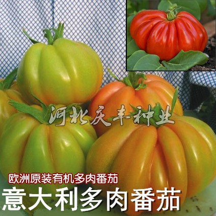 意大利原装【有机番茄种子】多肉大西红柿水果非转基因口感好