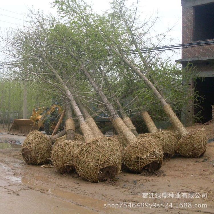 工程绿化苗木基地直销 银杏树苗 规格全 庭院种植银杏小苗 白果树