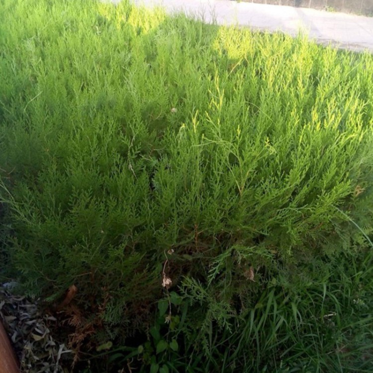 侧柏苗基地直销价格低廉批发侧柏苗现挖现卖低价出售侧柏苗