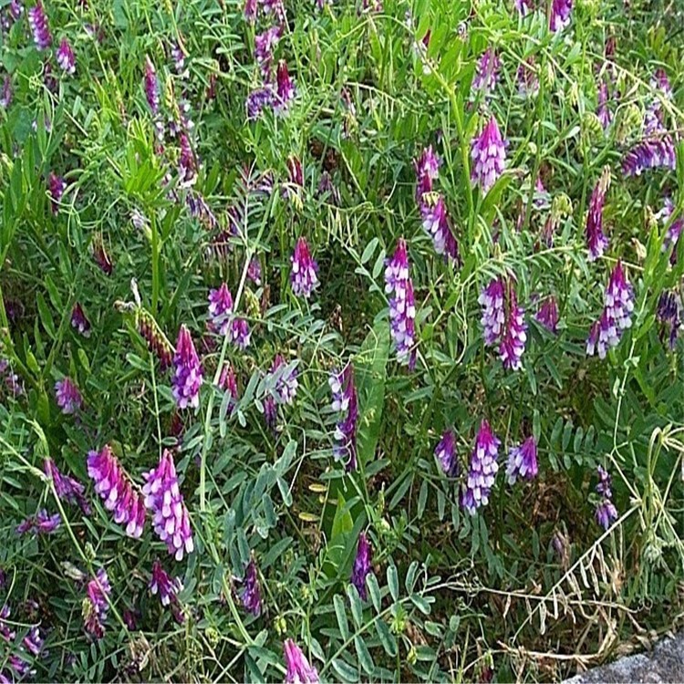 光叶紫花苕种子 养殖绿肥 毛苕子牧草草籽 养蜂饲料包邮