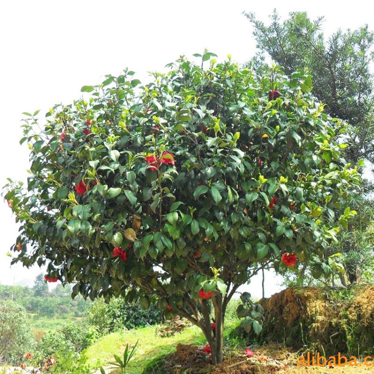 庭院小区种植苗木 茶花树 落叶观花灌木 50cm高茶花球 欢迎来电