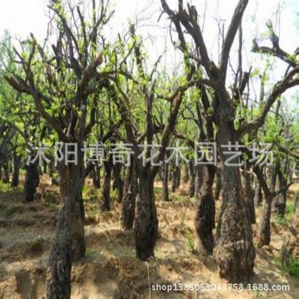 供应苗圃果树苗 大枣树苗 古老枣树苗 枣树桩 欢迎前来考察