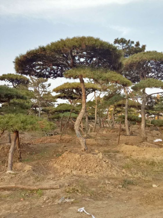 出售  绿化树木风景树 松树 华山松 造型松 景松树 树形优美