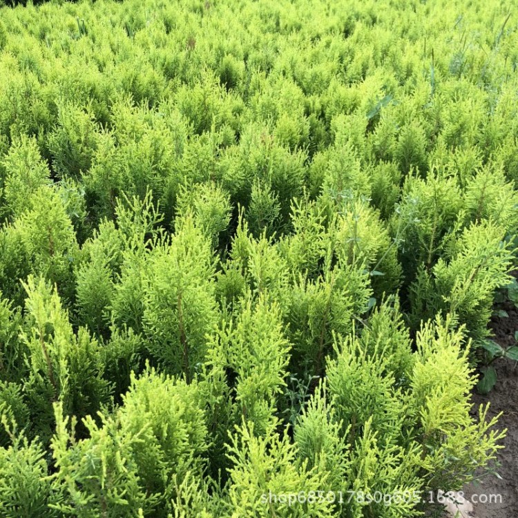 洒金柏 黄头柏小苗 20-30CM高 苗圃直销 批发价格 北方彩叶树种