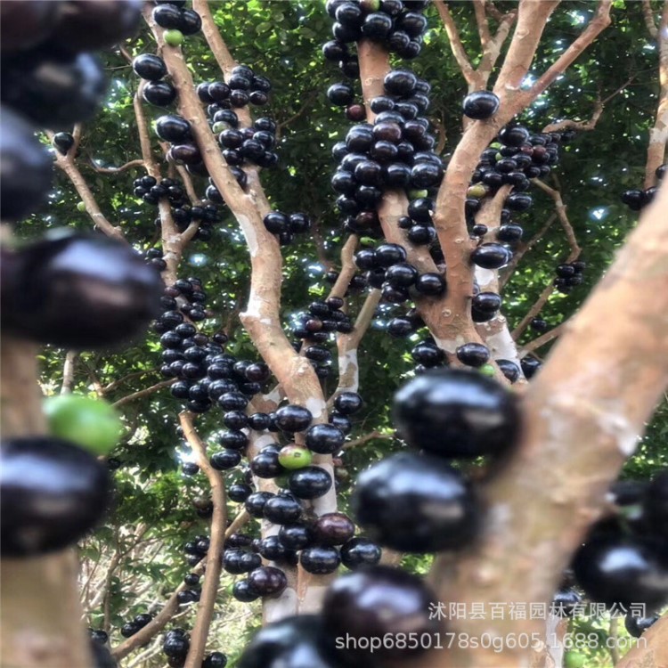 批发四季台湾嘉宝果苗 树葡萄苗嘉宝果树苗 南北方种植盆栽果苗木