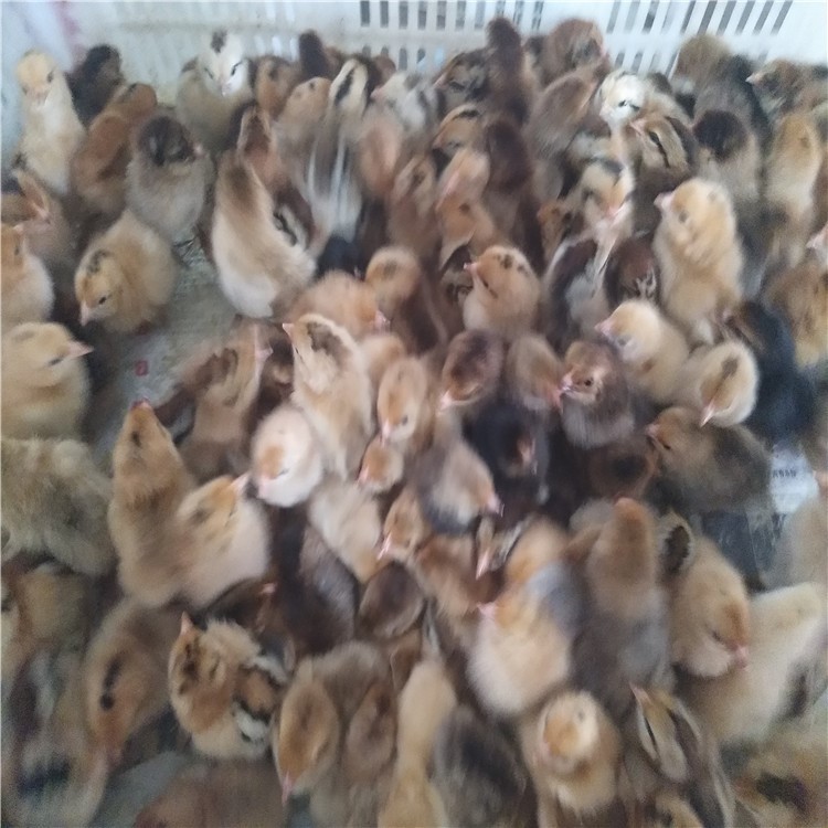 四季供应青脚土鸡苗包括有青脚红羽土鸡苗细脚土鸡苗青脚麻鸡苗