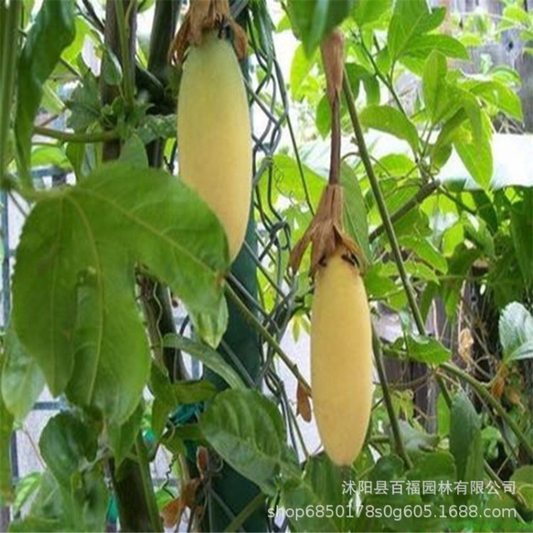 香蕉百香果苗 加拿大甜蜜蜜百香果盆栽树苗 黄金百香果苗批发果树