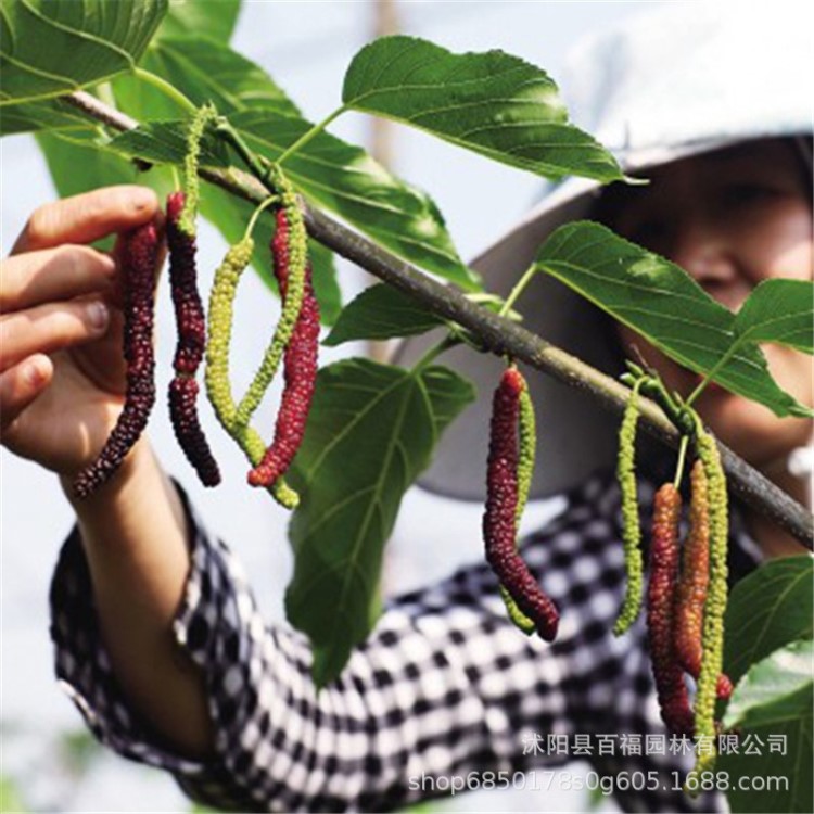 果树苗木 四季长果桑树苗 实生台湾长果桑 桑葚苗 果树苗基地批发