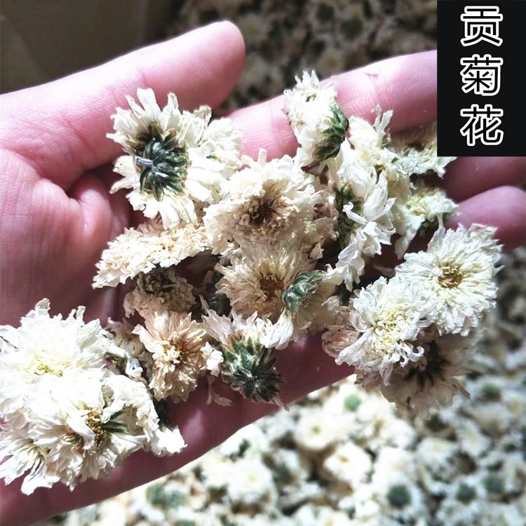 【 黄山贡菊花】  菊花茶 安徽黄山贡菊 花草茶批发