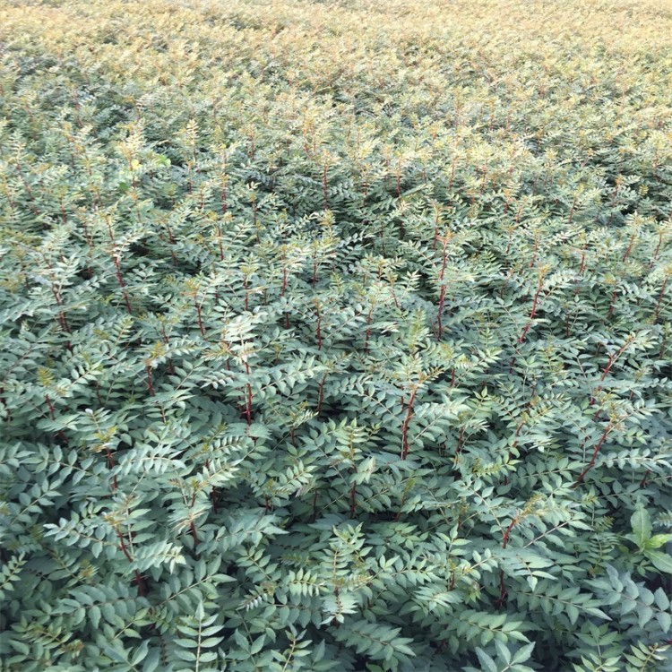 大红袍花椒苗/山西花椒苗基地直销/易成活花椒苗现挖现卖