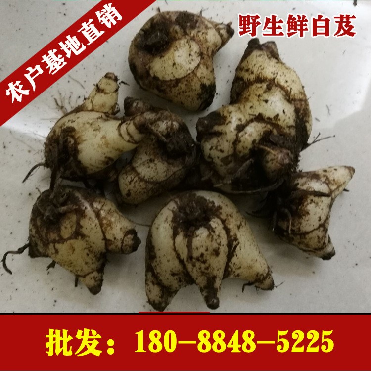 云南野生白芨 新鲜紫花三叉大白芨 白芨块茎 直销批发