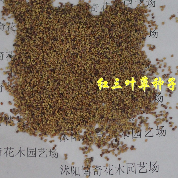 草种子 白三叶草种子 红三叶 杂三叶 草籽批发 耐寒耐热型