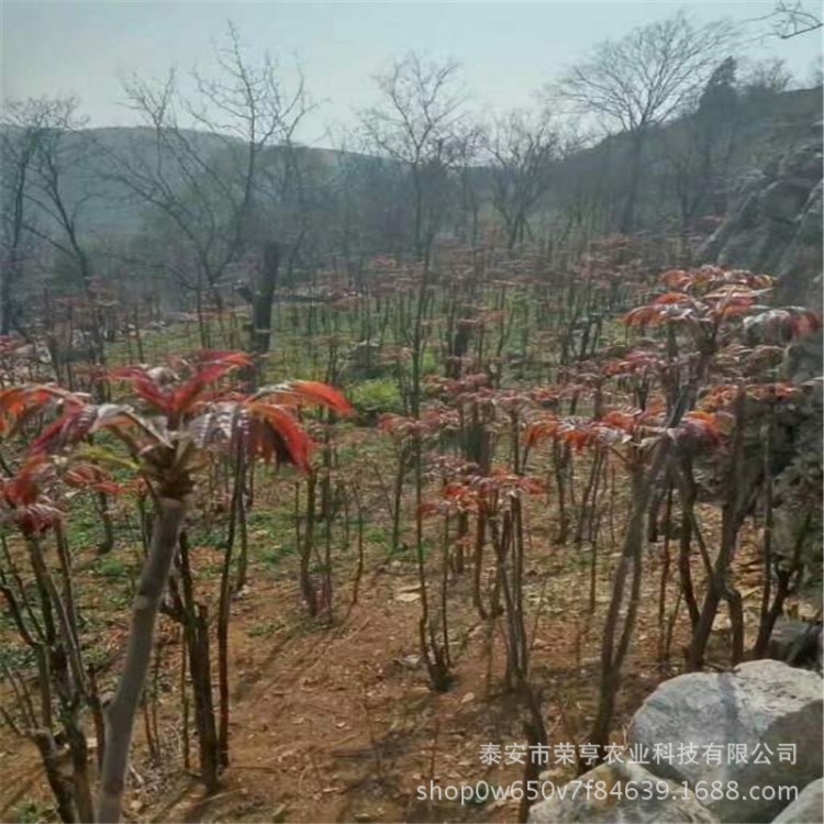 急售1公分红香椿树苗 红香椿树苗量大优惠 红香椿树苗采购商机