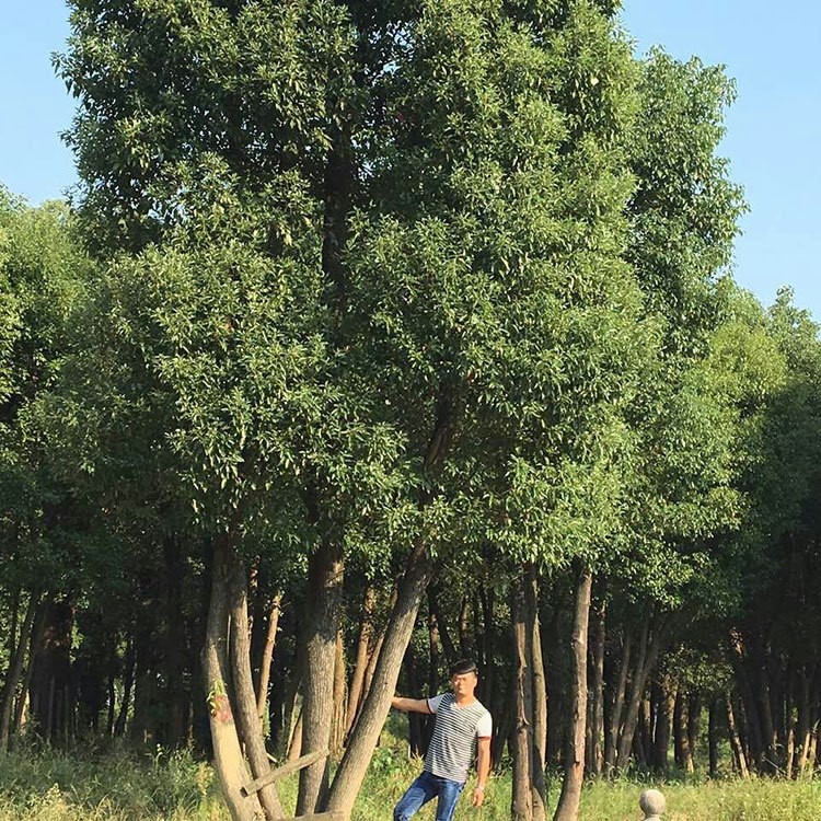 多杆香樟骨架移栽香樟 湖南香樟湖南益阳产地直销绿化苗木价格优