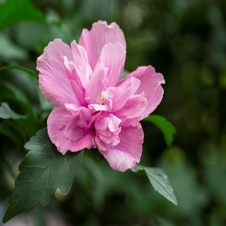 木槿树苗花绿篱多花扶桑盆栽绿化庭院植物篱笆墙围栏批发木棉荆条