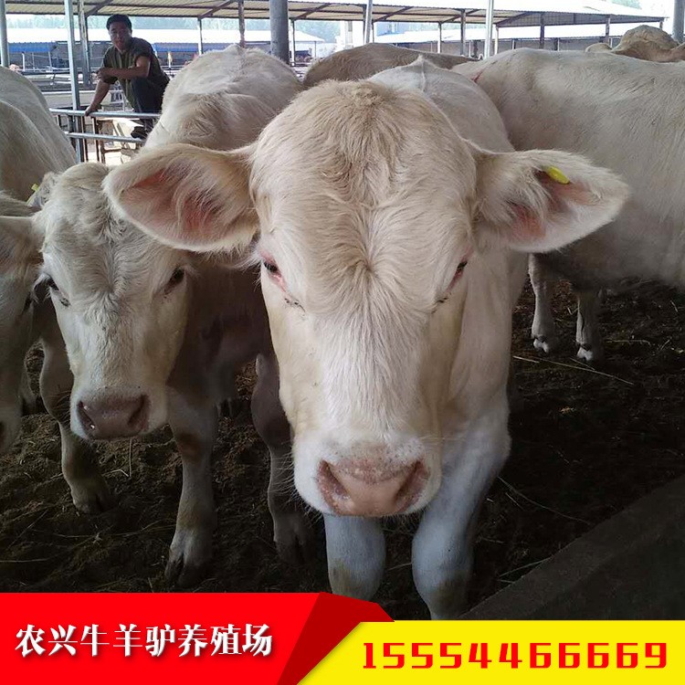 夏洛菜牛养殖场批发供应 小牛犊 黄牛活体肉牛犊价格