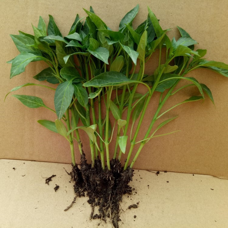 蔬菜苗辣椒苗小西红柿番茄黄瓜食用四季阳台家庭种植五彩盆栽包邮