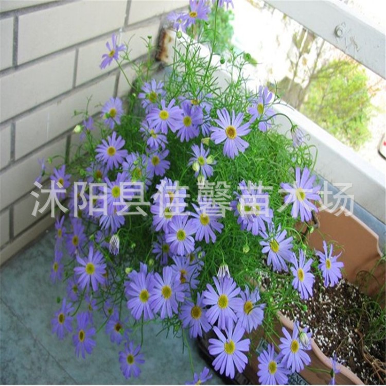 新采摘五色菊花种子 园林地被花卉种子 景观花坛园艺鲜花植物