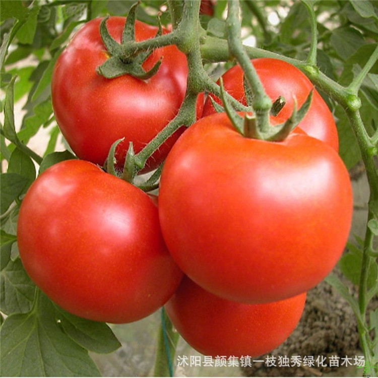 大番茄种子 阳台盆栽蔬菜籽蔬果瓜果西红柿种子春播绿植
