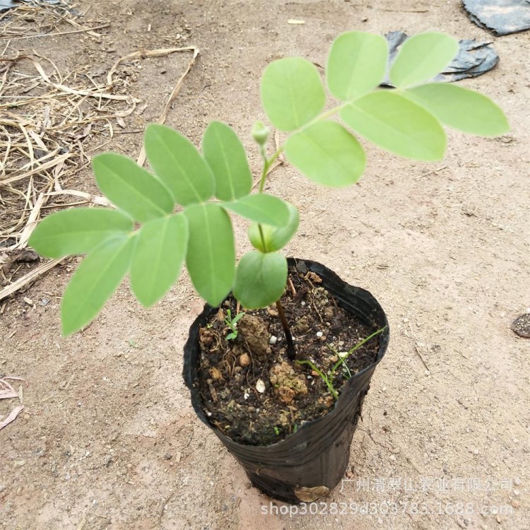 苗圃直销花旗木苗绿色植物盆栽花卉园林绿化泰国樱花苗木