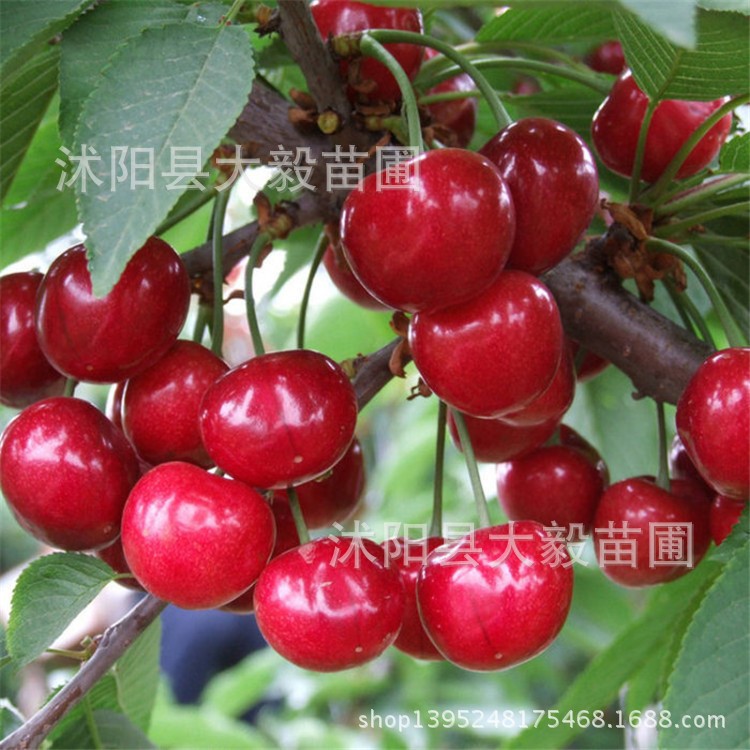 樱桃苗 果树 车厘子樱桃苗 嫁接樱桃树 美早樱桃