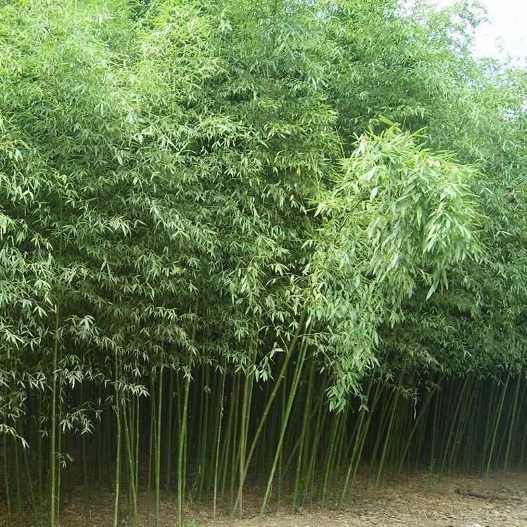 基地批发毛竹 工程绿化苗楠竹 毛竹苗 毛竹小苗品种