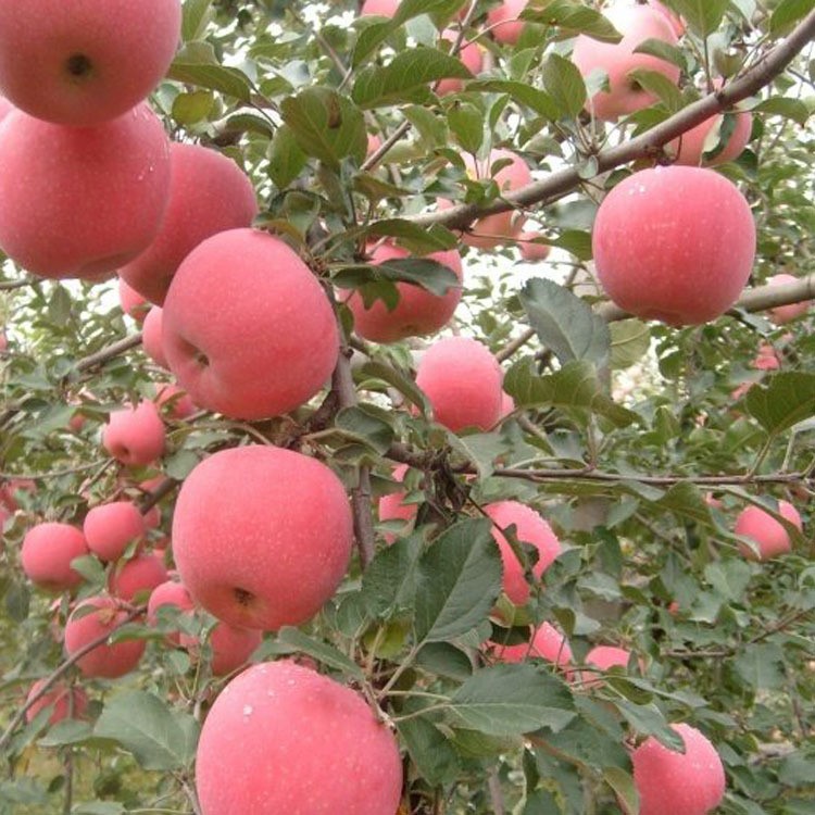 嫁接苹果树苗红富士矮化苗金冠嫁接南北方种植庭院果树 果大香甜
