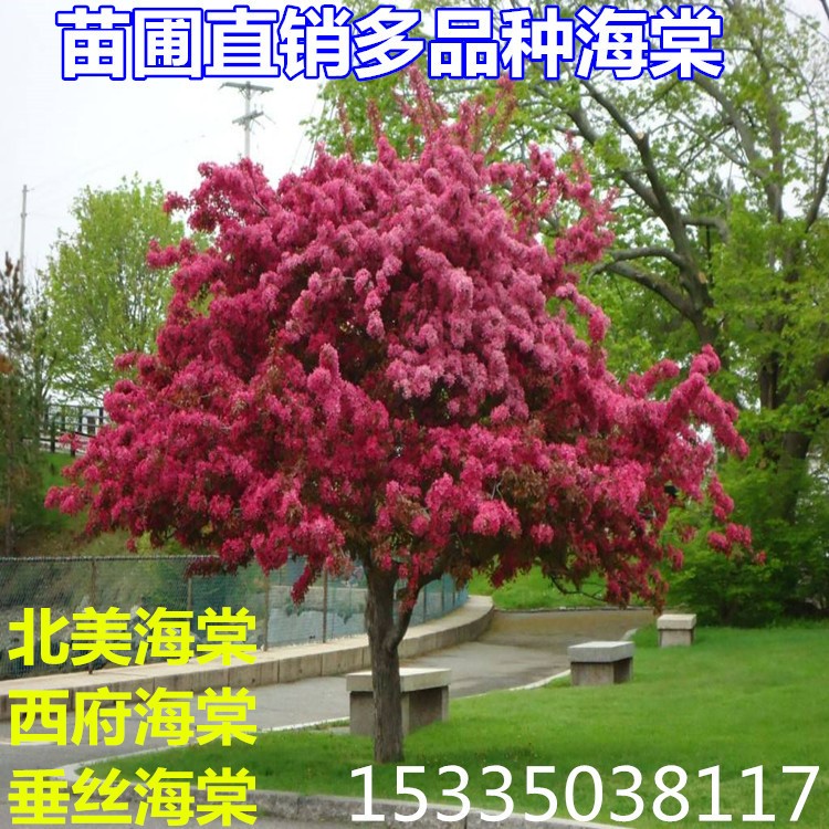 垂丝海棠北美海棠花树苗西府海棠日本高杆绿化苗木瓜庭院景观花苗