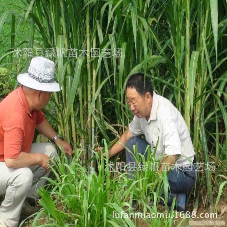 墨西哥玉米草优12种子营养价值丰富牧草种子批发