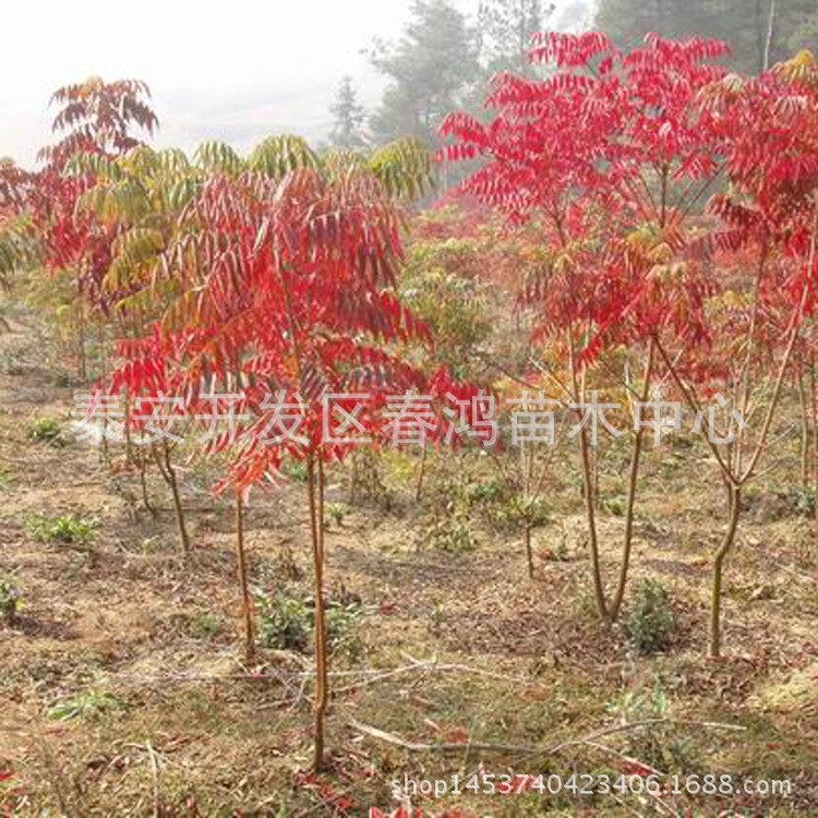 基地直销 黄栌 绿化苗木 黄栌小苗 成活率好 量大优惠 欢迎来电