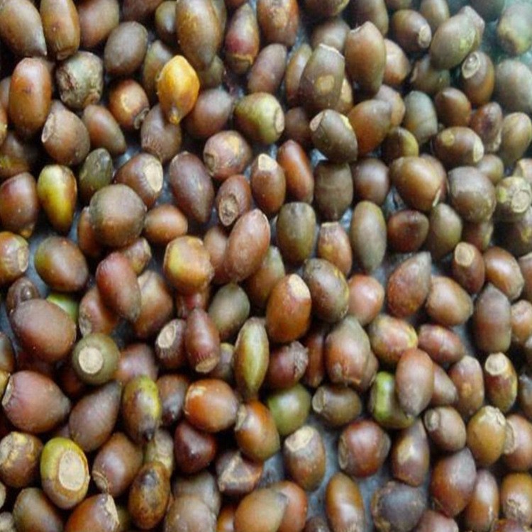 批发红豆杉种子 沙藏二年红豆杉种子 净化空气 防癌抗癌 销售