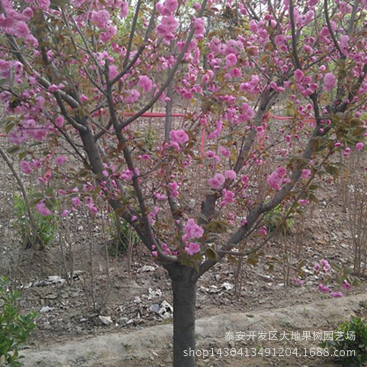 樱花苗批发公园绿化专用樱花树苗红叶樱花苗山东樱花苗基地