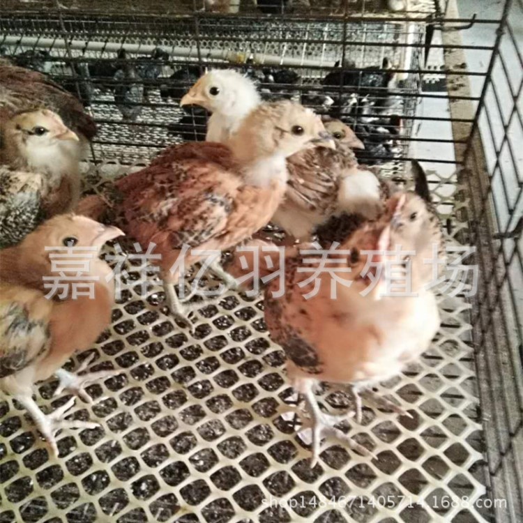 预售 贵州青脚土鸡苗批发 大红冠血毛青脚干黑脚翘尾巴