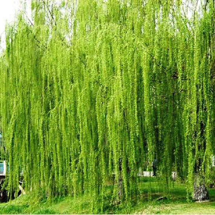 【大毅苗木】供应各种工程苗木 花卉 基地直销  金丝垂柳