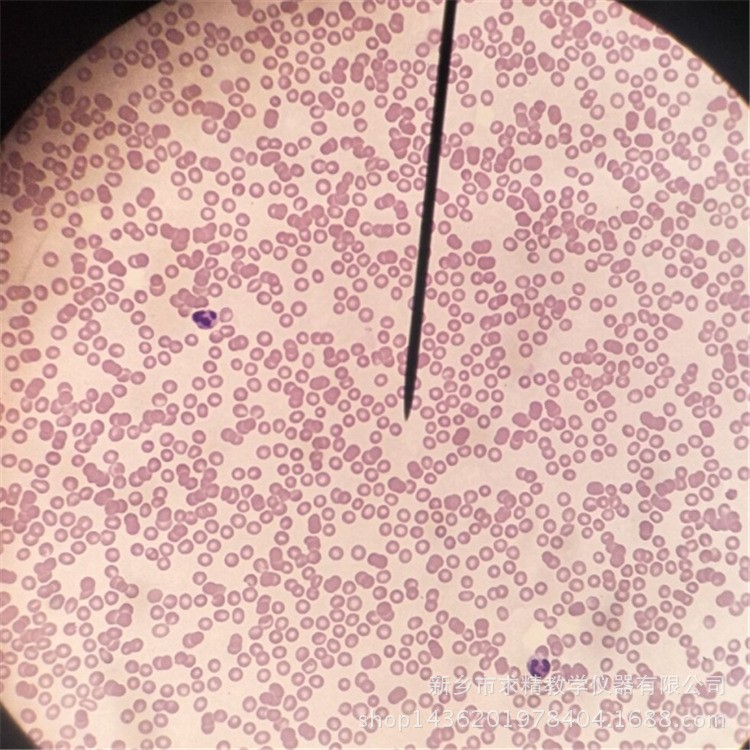 精益求精 热款生物标本.中小学显微镜载玻片--人血涂片切片标本