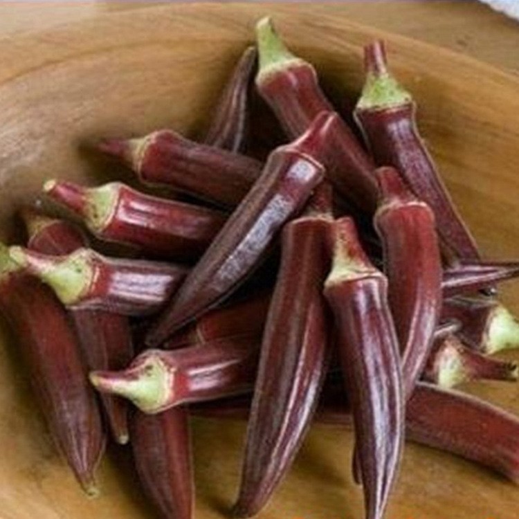 黄秋葵种子 绿色人参 阳台蔬菜籽盆栽绿植物蔬果种子蔬菜种子