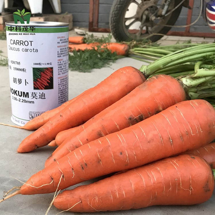 中科茂华蔬菜种子莫迪三红胡萝卜种子皮肉芯红基地种植秋季籽