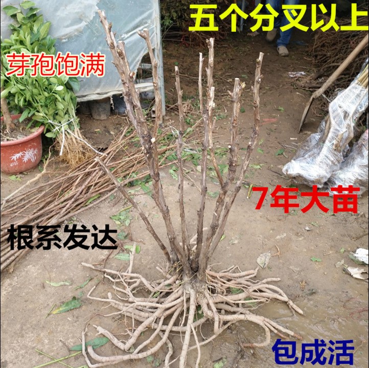 牡丹苗批发芍药牡丹花花园种植牡丹价格优惠 欢迎参观选购