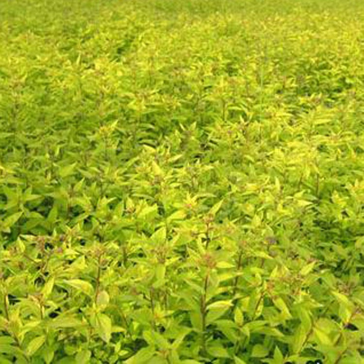 【大毅苗木】供应金山绣线菊 金焰绣线菊2年生