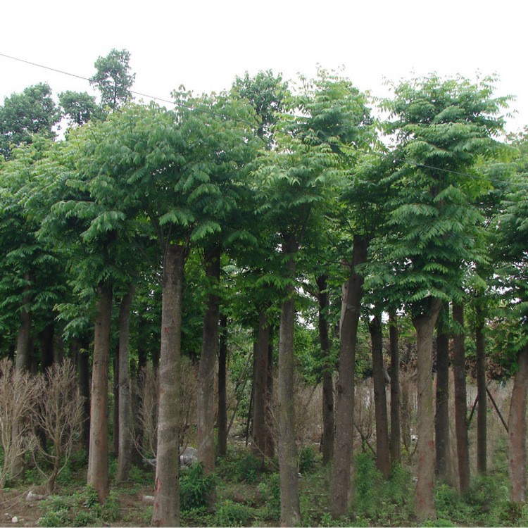苗木基地供应栾树苗 胸径1-10公分 苗木工程绿化 量大优惠