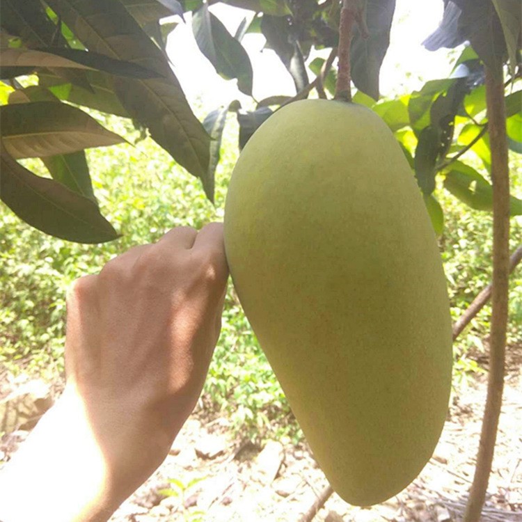 广西芒果苗批发 金煌芒 桂七芒 台农芒 凯特芒 贵妃芒 四季蜜芒等