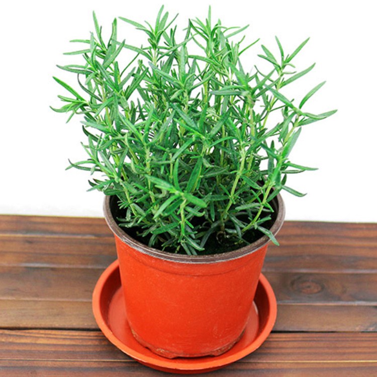 迷迭香盆栽绿植花苗木基地直销海洋之露艾菊散发香味驱蚊花卉盆栽