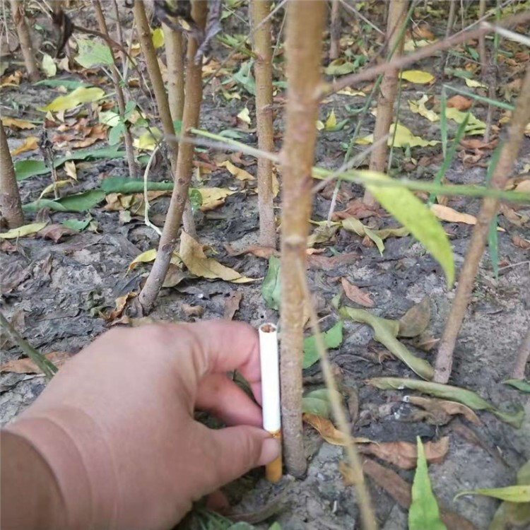 陕西多规格毛桃苗桃树苗培育基地树苗无根瘤占地桃树苗