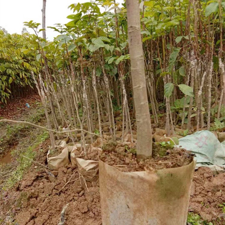 苗圃包邮直销乌榄嫁接苗 广西黑橄榄营养杯苗 南方果树苗价格