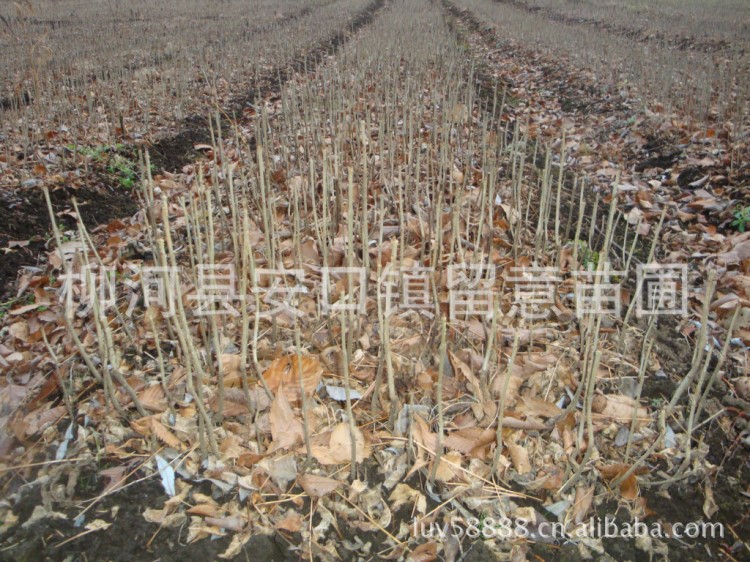 大量供应水曲柳树苗、小苗20---30cm10--20cm当年苗