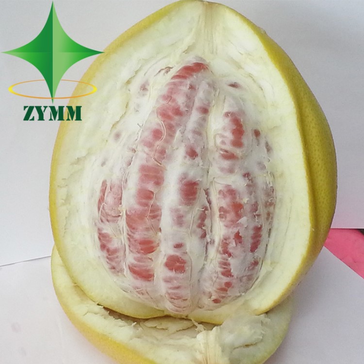 广西红肉蜜柚苗批发 琯溪蜜柚苗 南方果树苗 嫁接柚子苗 苗圃直销