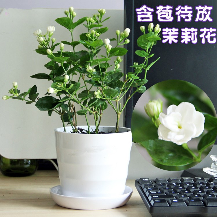 茉莉花苗盆栽重瓣白双色茉莉苗种子虎头茉莉绿植菊花盆栽笔尖天麻