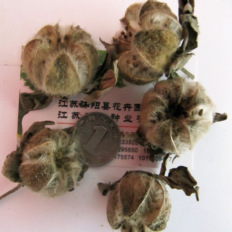 木芙蓉种子批发新采芙蓉花种子 长期开花可孤植 丛植于墙边棉花